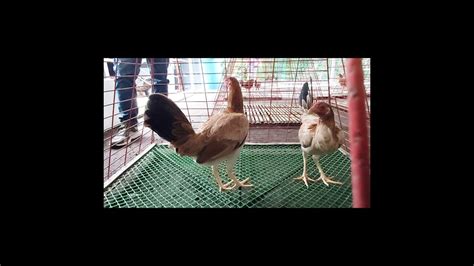 A perfection Roundhead from mt.banahaw gamefarm.